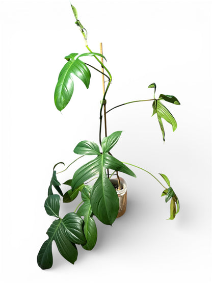 Philodendron 'Florida' (Small)