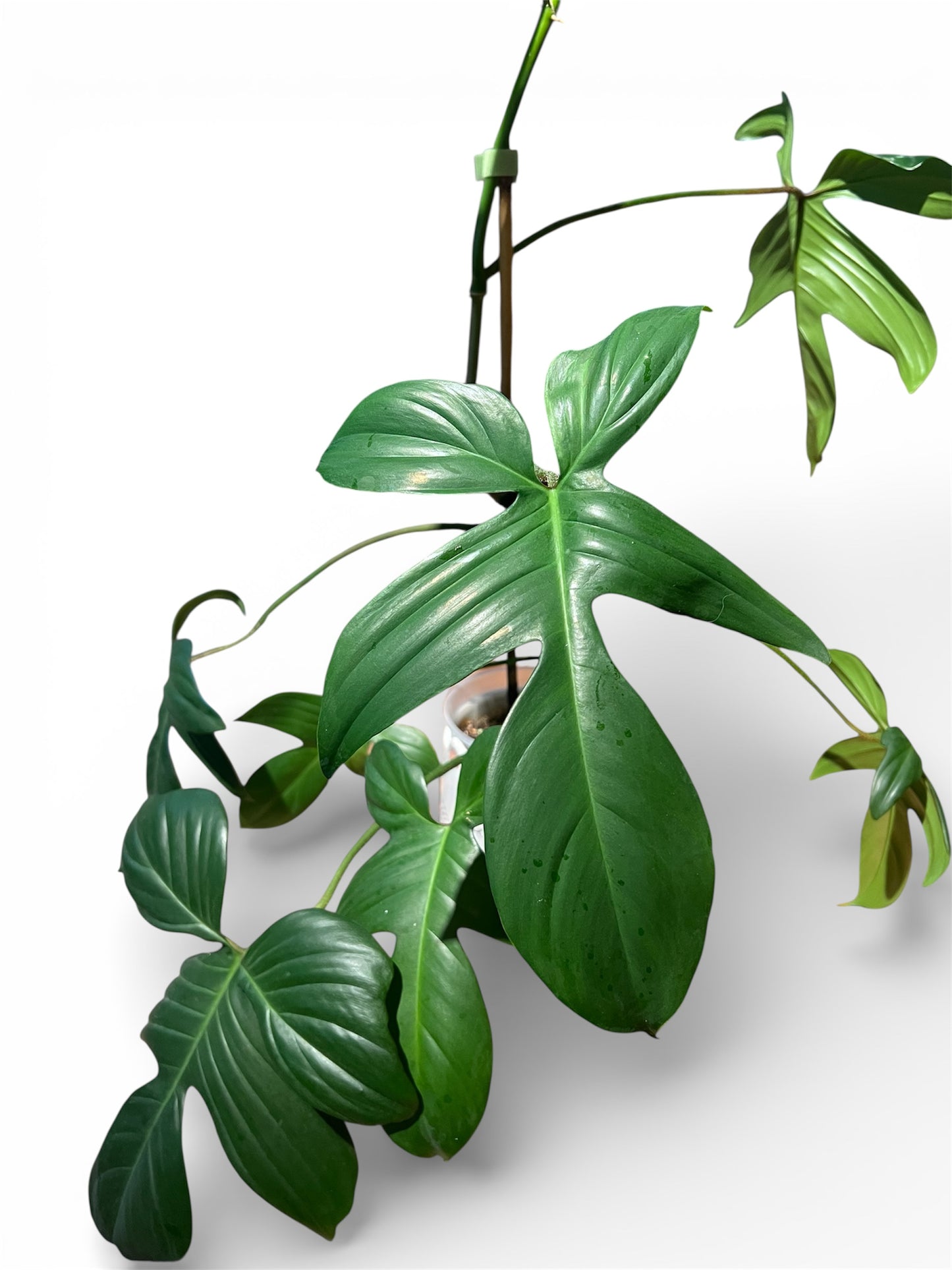 philodendron florida narrow Philodendron 'Florida' (Small) – Jungle Story