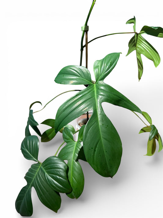 Philodendron 'Florida' (Small)