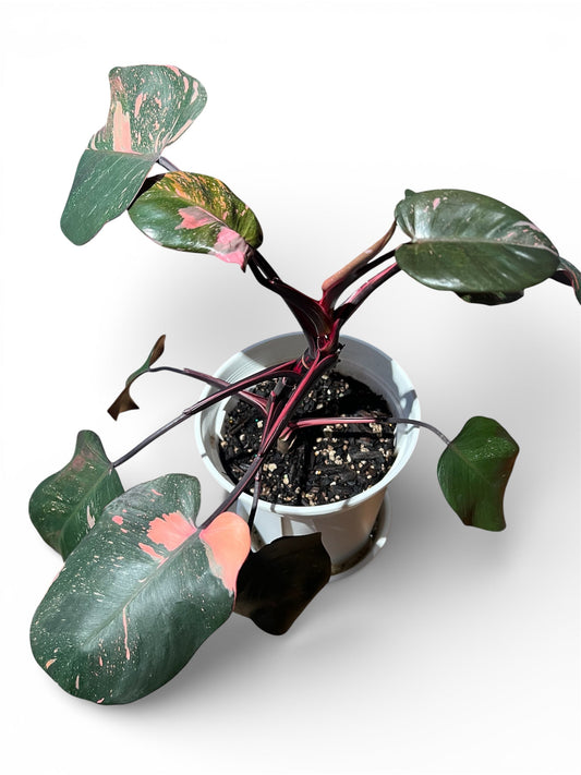 Philodendron 'Pink Princess'