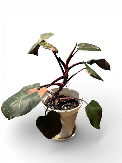 Philodendron 'Pink Princess'