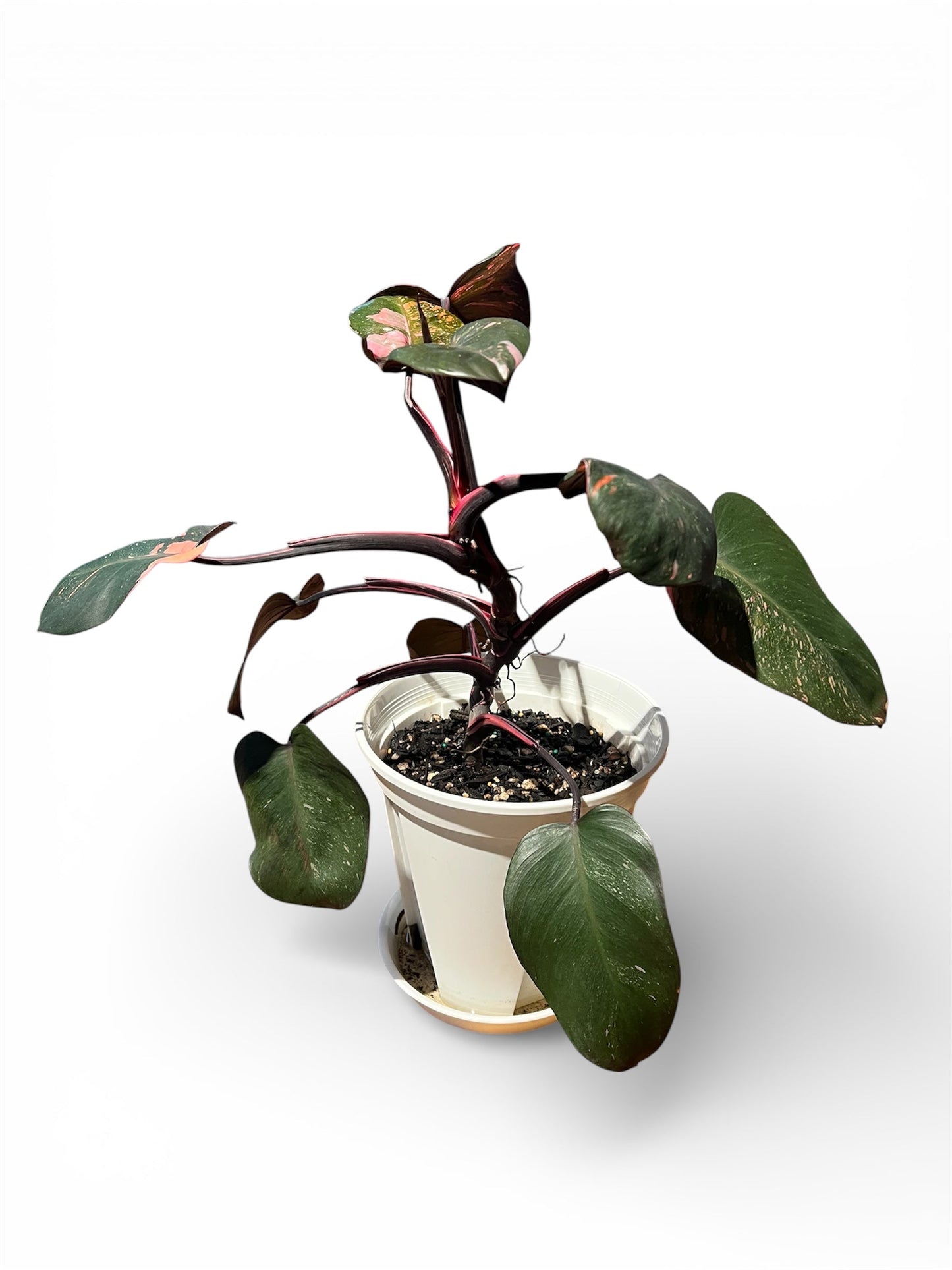 Philodendron 'Pink Princess'