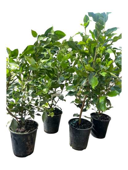 Ficus Tuffi