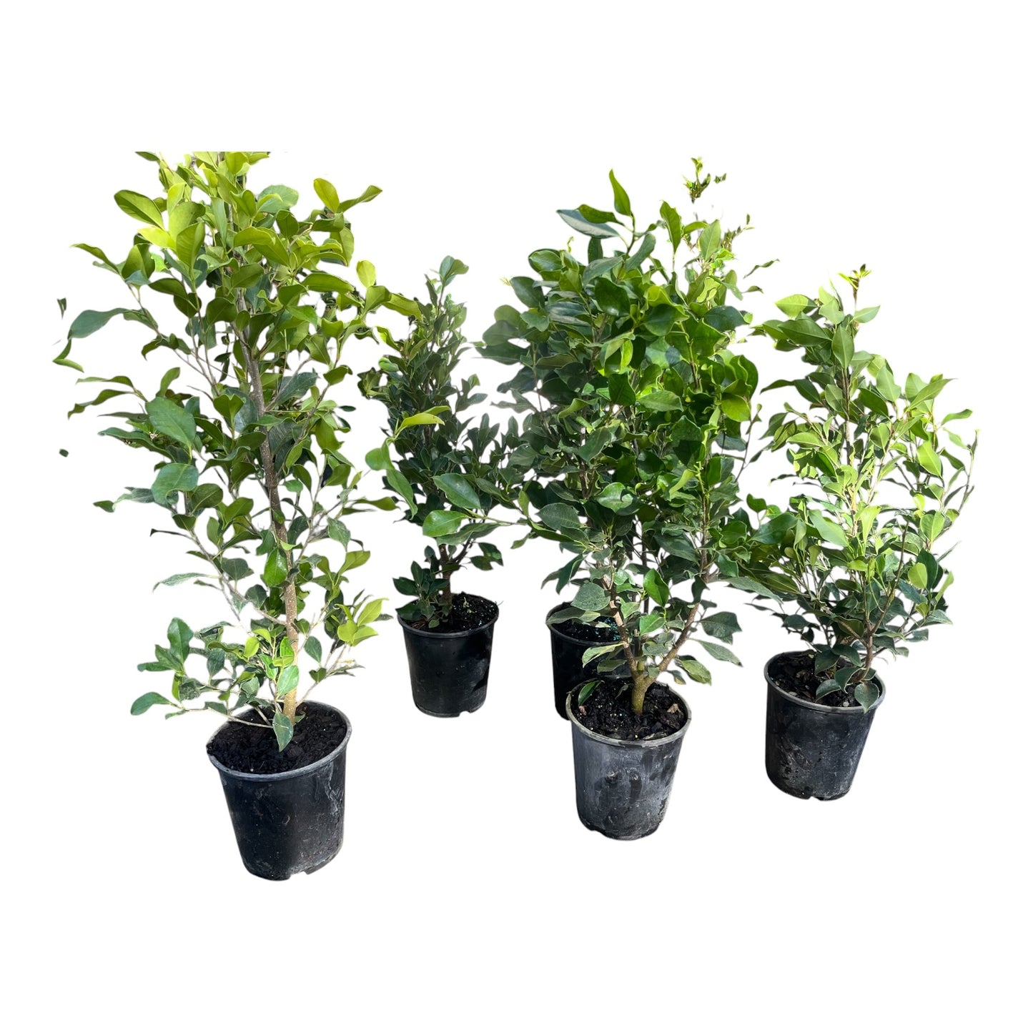 Ficus Tuffi