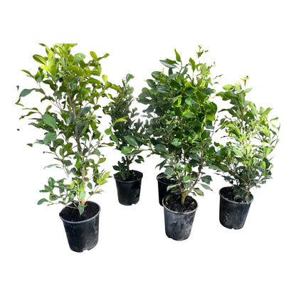 Ficus Tuffi