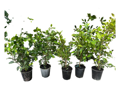 Ficus Tuffi