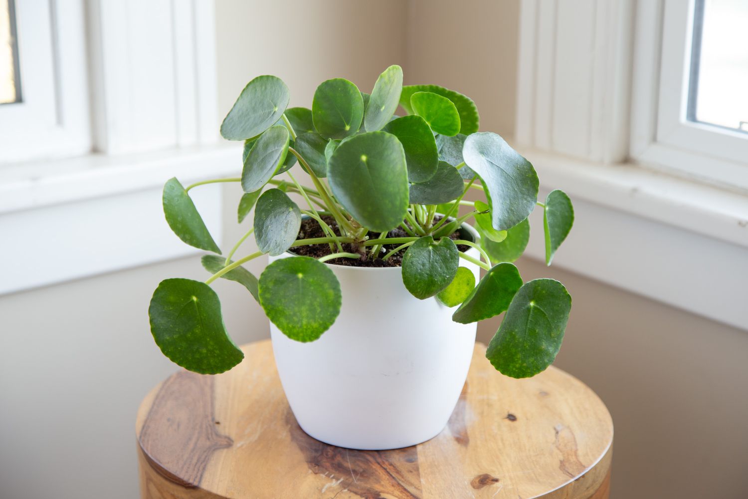 chinese money plant nz Chinese Money Plant – Jungle Story