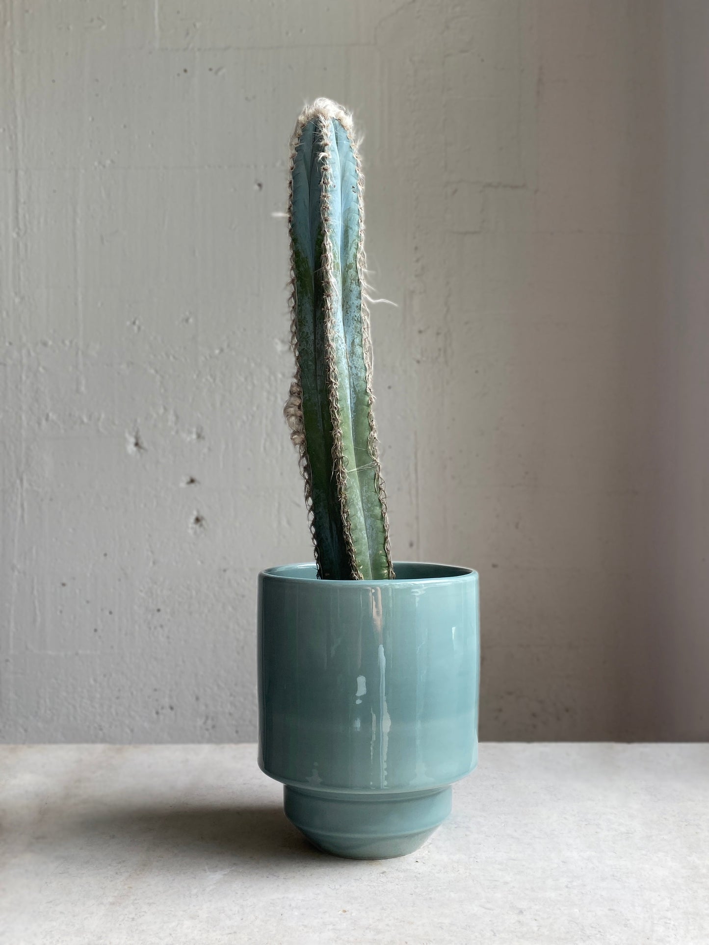 Pilosocereus glaucochros