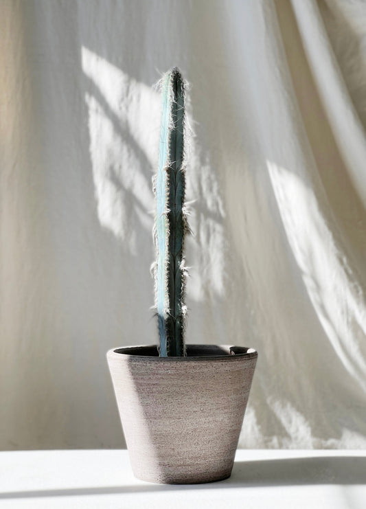 Pilosocereus glaucochros