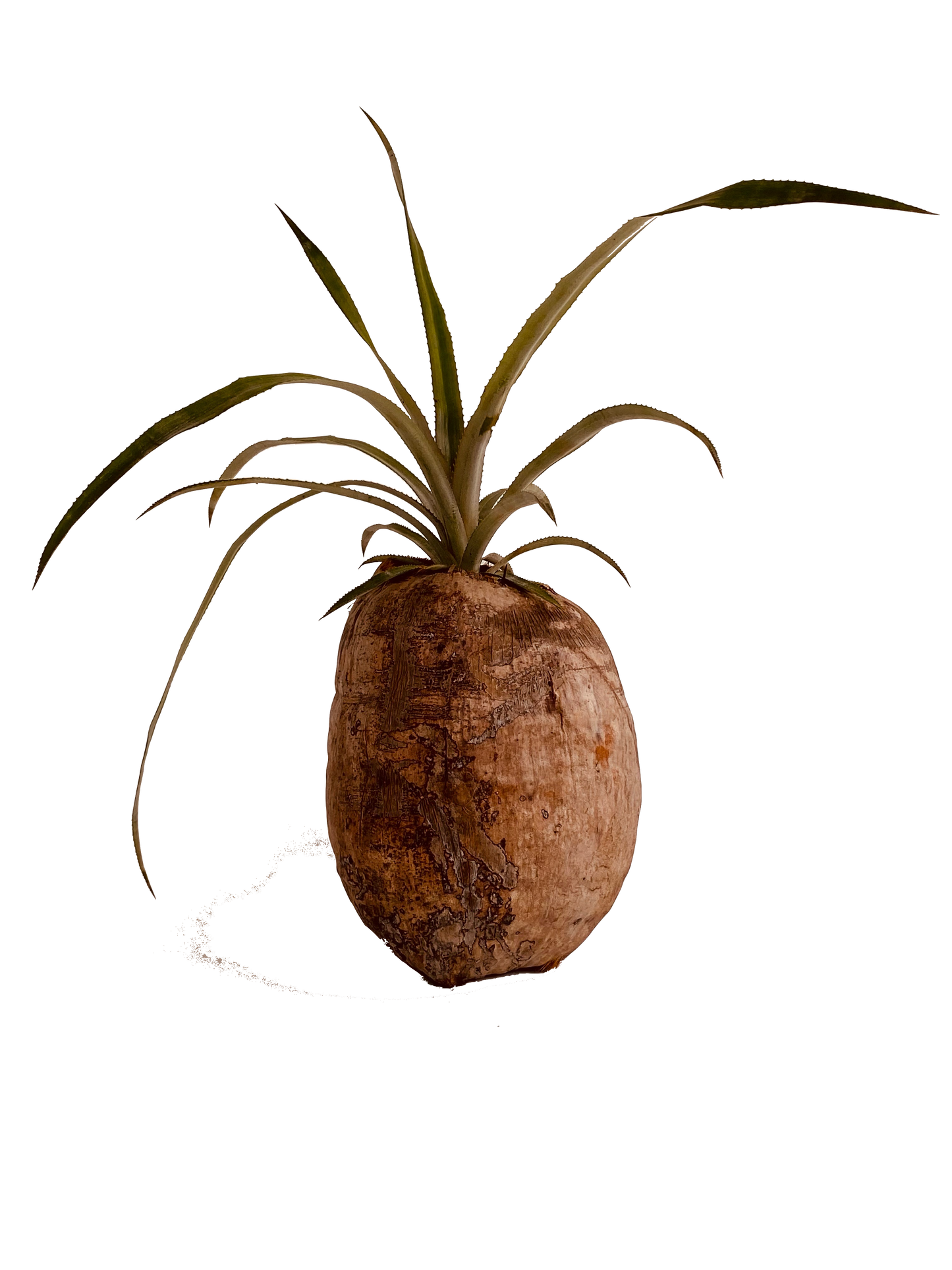 Queen Pineapple (in coconut pot)