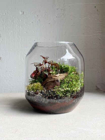 Pixie terrarium