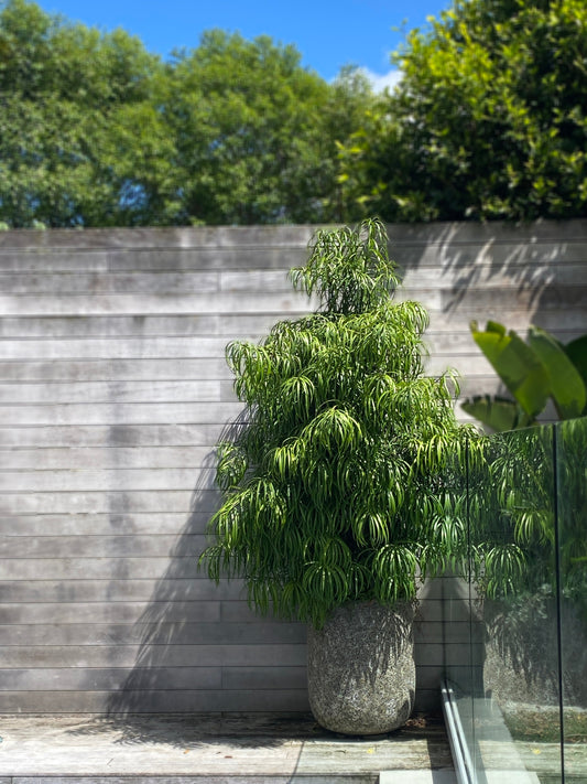 Podocarpus henkelii