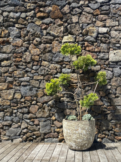 Lava Egg Pot