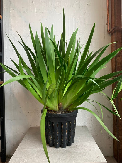 Xeronema callistemon - Poor knights lily