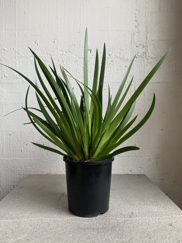Xeronema callistemon - Poor knights lily