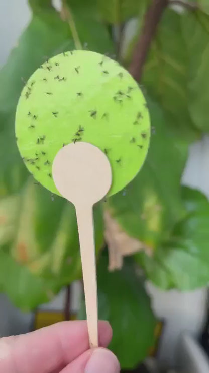 uBloomd Green Insect Sticky Traps