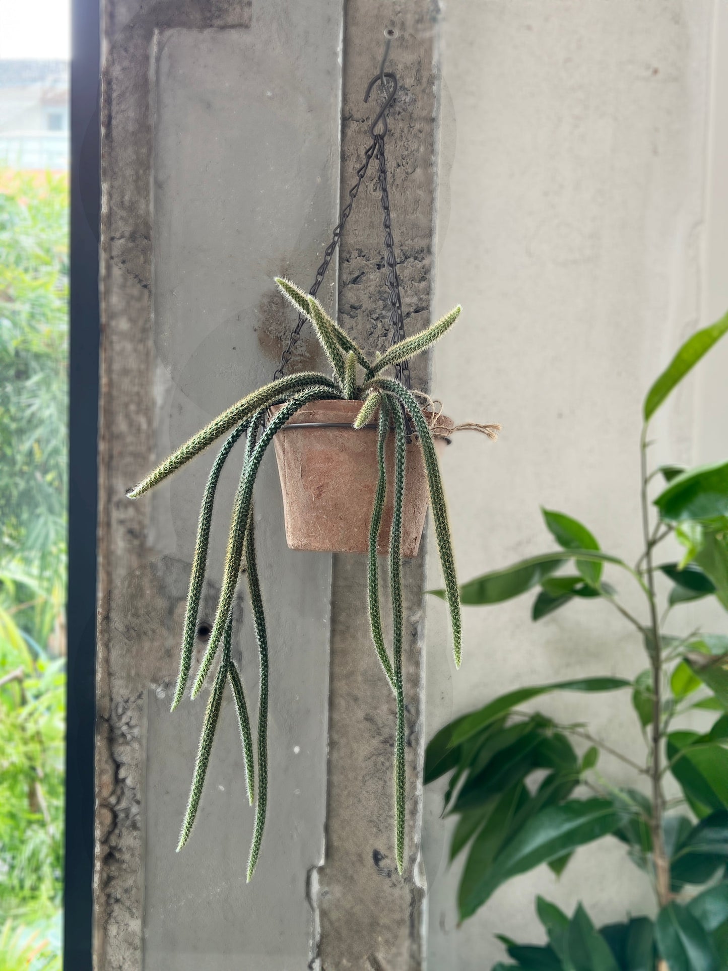 Aporocactus - Rat tail