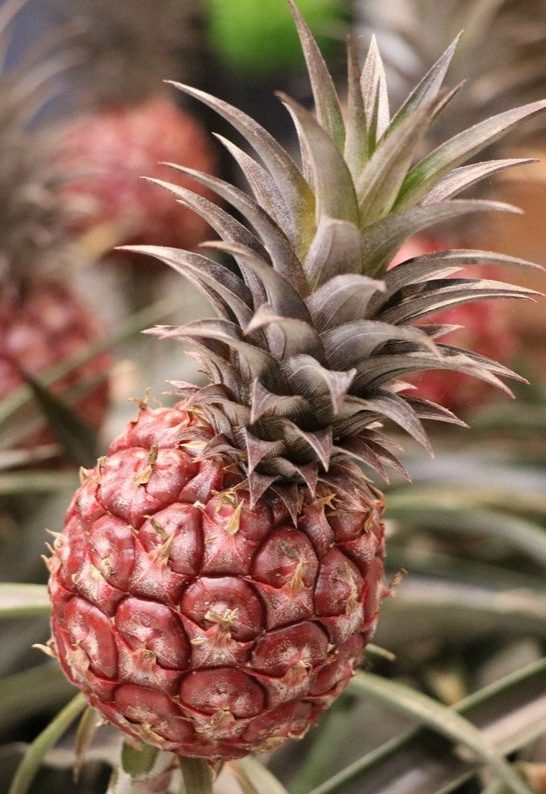 ?!label-Indicative photo