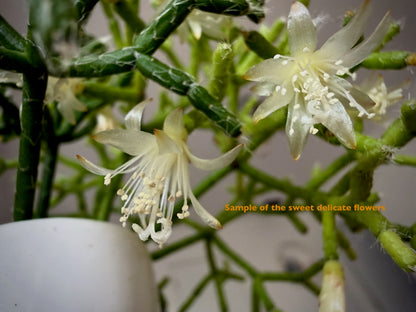 ?!label-Indicative photo