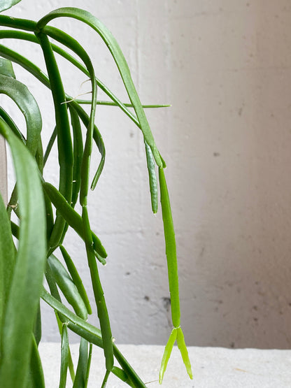 Rhipsalis micrantha