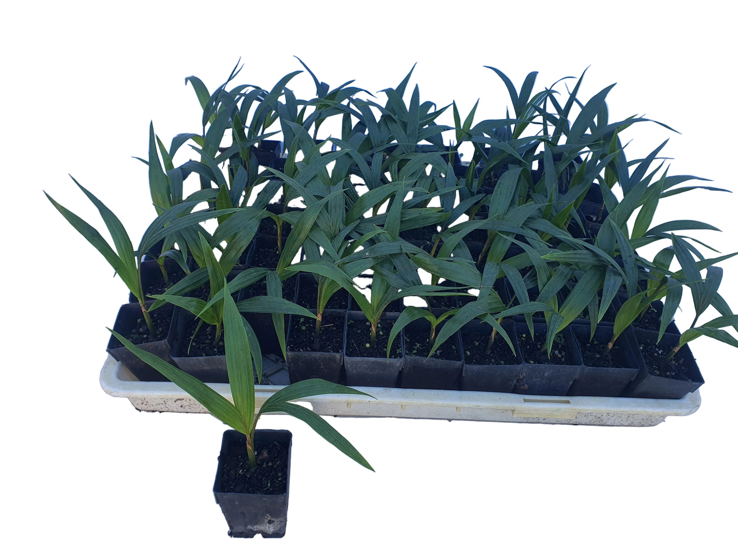 Rhopalostylis Chathamica - 5cm growing on lines - 50 per tray