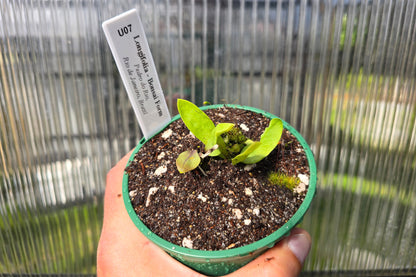 Utricularia longifolia 'Bonsai Form' (Pedro do Rio, Rio de Janeiro, Brazil) - Tropical Long-Leafed Bladderwort