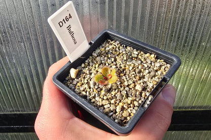 Drosera bulbosa - Tuberous Sundew