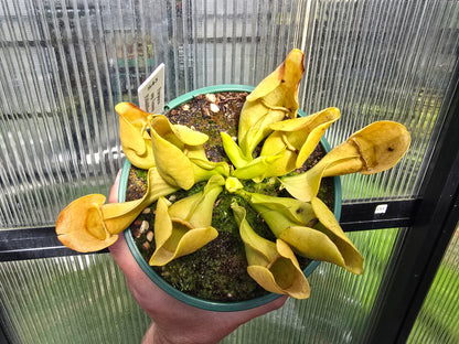 Sarracenia purpurea ssp. Venosa - Pallidiflora Form - American Pitcher Plant