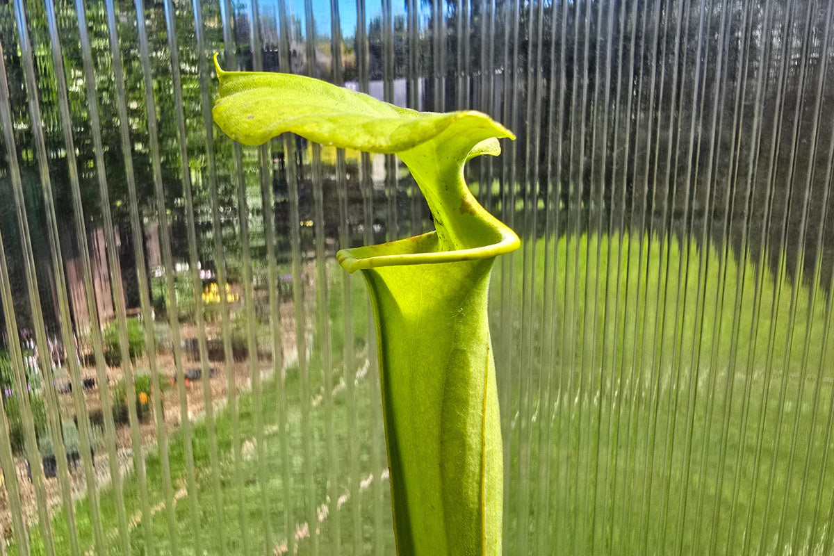 Sarracenia flava var. maxima - American Pitcher Plant