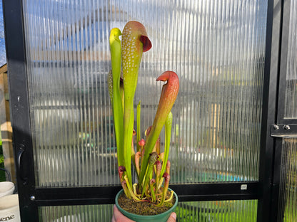 Sarracenia minor var. okefenokeensis MK x 'Mistral' - American Pitcher Plant