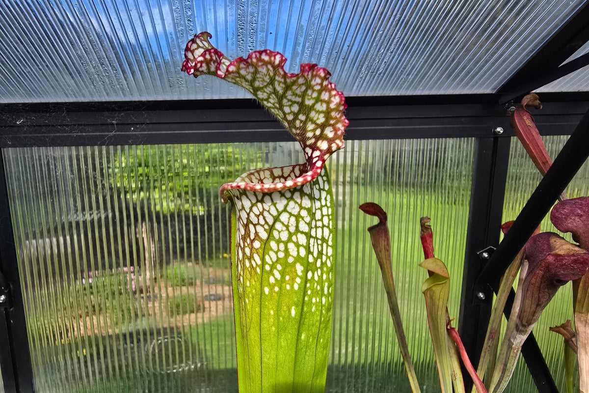 Sarracenia leucophylla - White Pitcher Plant