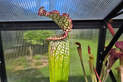 Sarracenia leucophylla - White Pitcher Plant