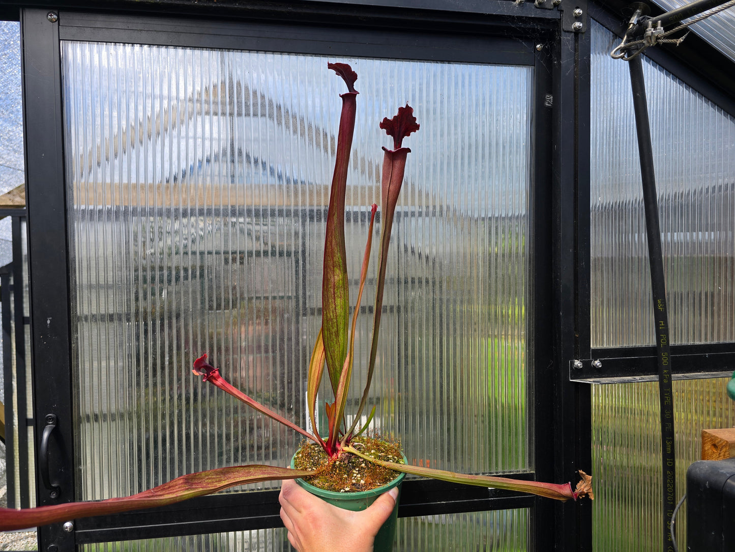 Sarracenia 'Moorei' "Timothy King" x flava var. atropurpurea "Don Schnell" - American Pitcher Plant