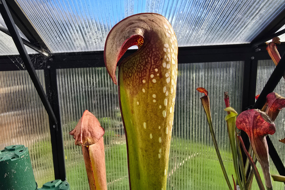 Sarracenia minor var. okefenokeensis MK x 'Mistral' - American Pitcher Plant