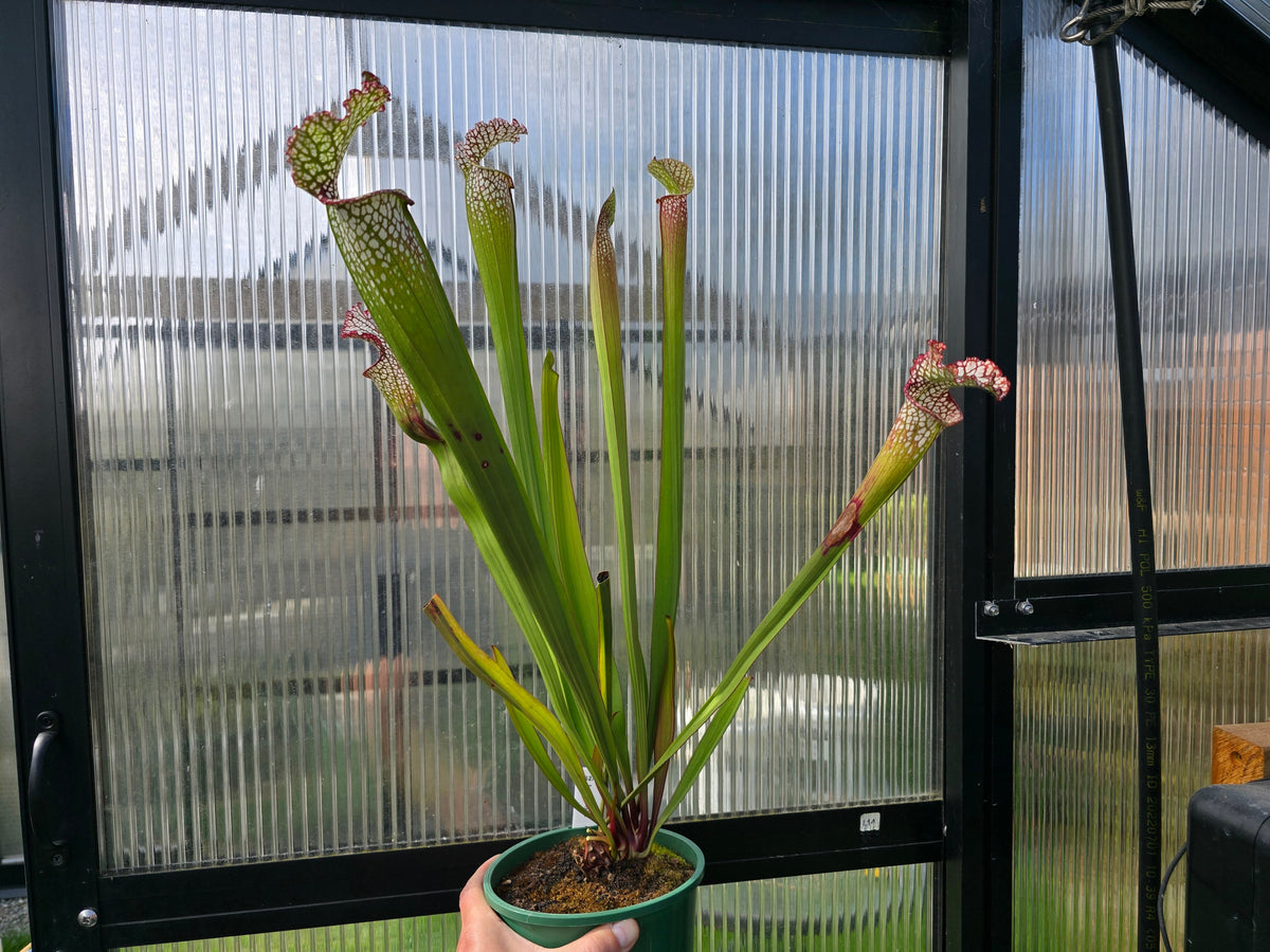 Sarracenia leucophylla - White Pitcher Plant