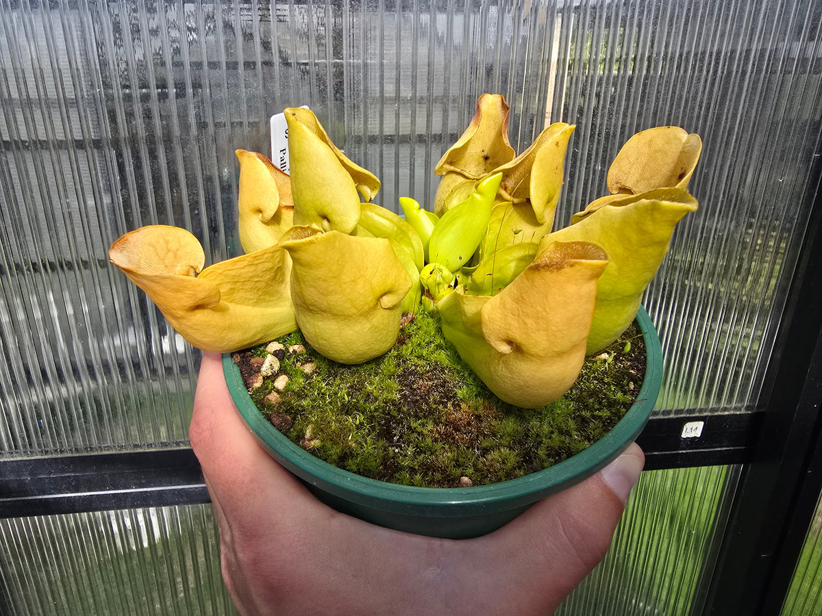 Sarracenia purpurea ssp. Venosa - Pallidiflora Form - American Pitcher Plant