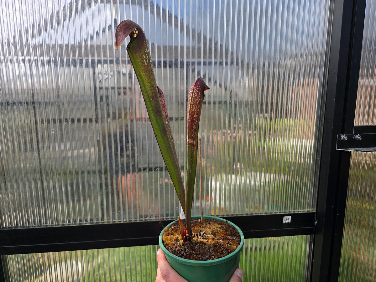 Sarracenia minor var. okefenokeensis (Ware County, Georgia, USA) - Hooded Pitcher Plant