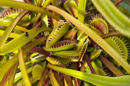 Dionaea muscipula 'Z11' x 'Shark Teeth' - Venus Fly Trap