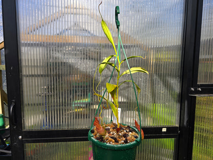 Nepenthes spathulata x spectabilis (Female) - Highland Tropical Pitcher Plant