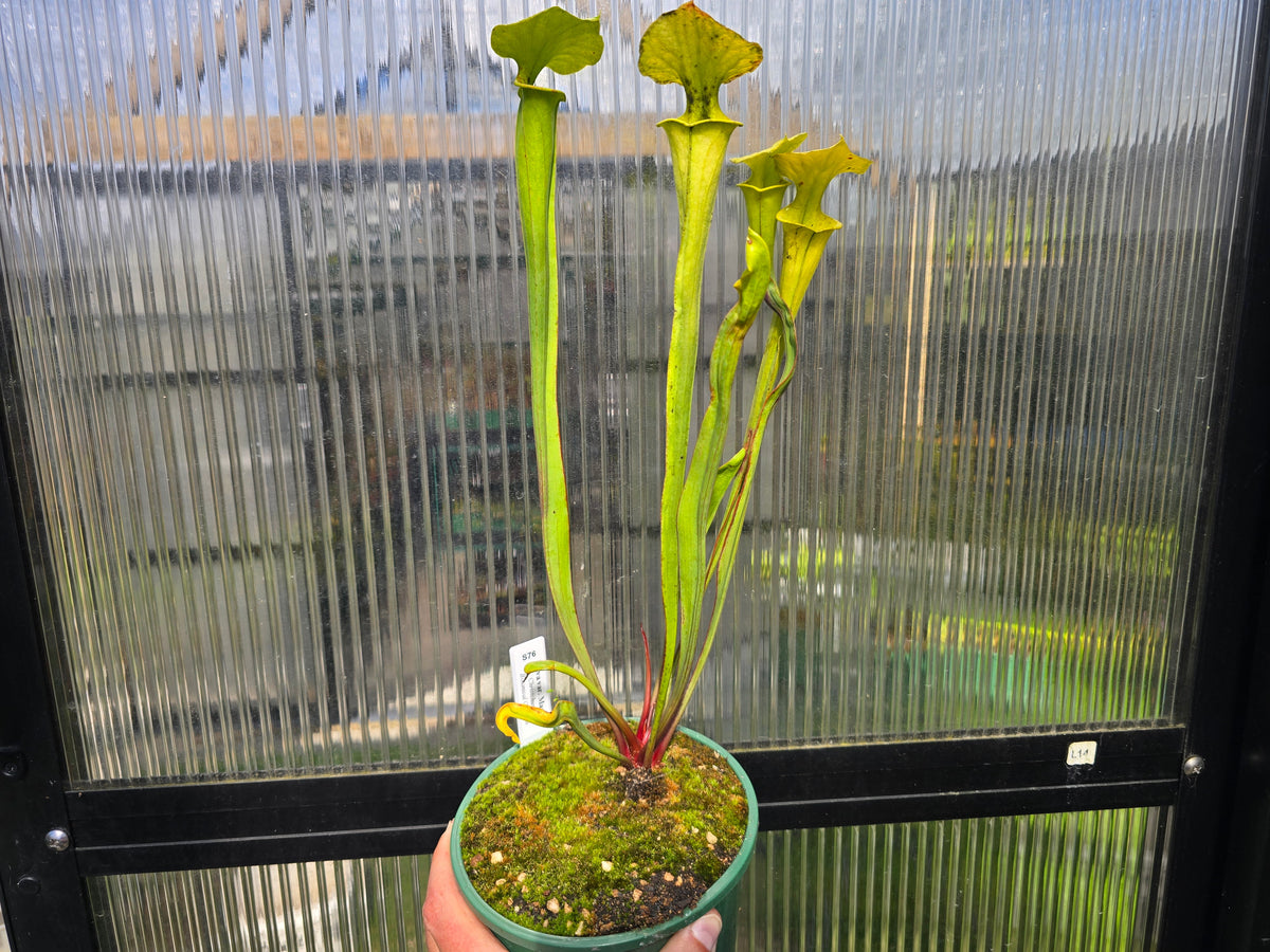 Sarracenia flava var. maxima - American Pitcher Plant