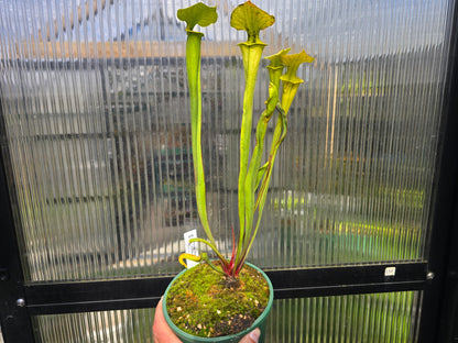 Sarracenia flava var. maxima - American Pitcher Plant