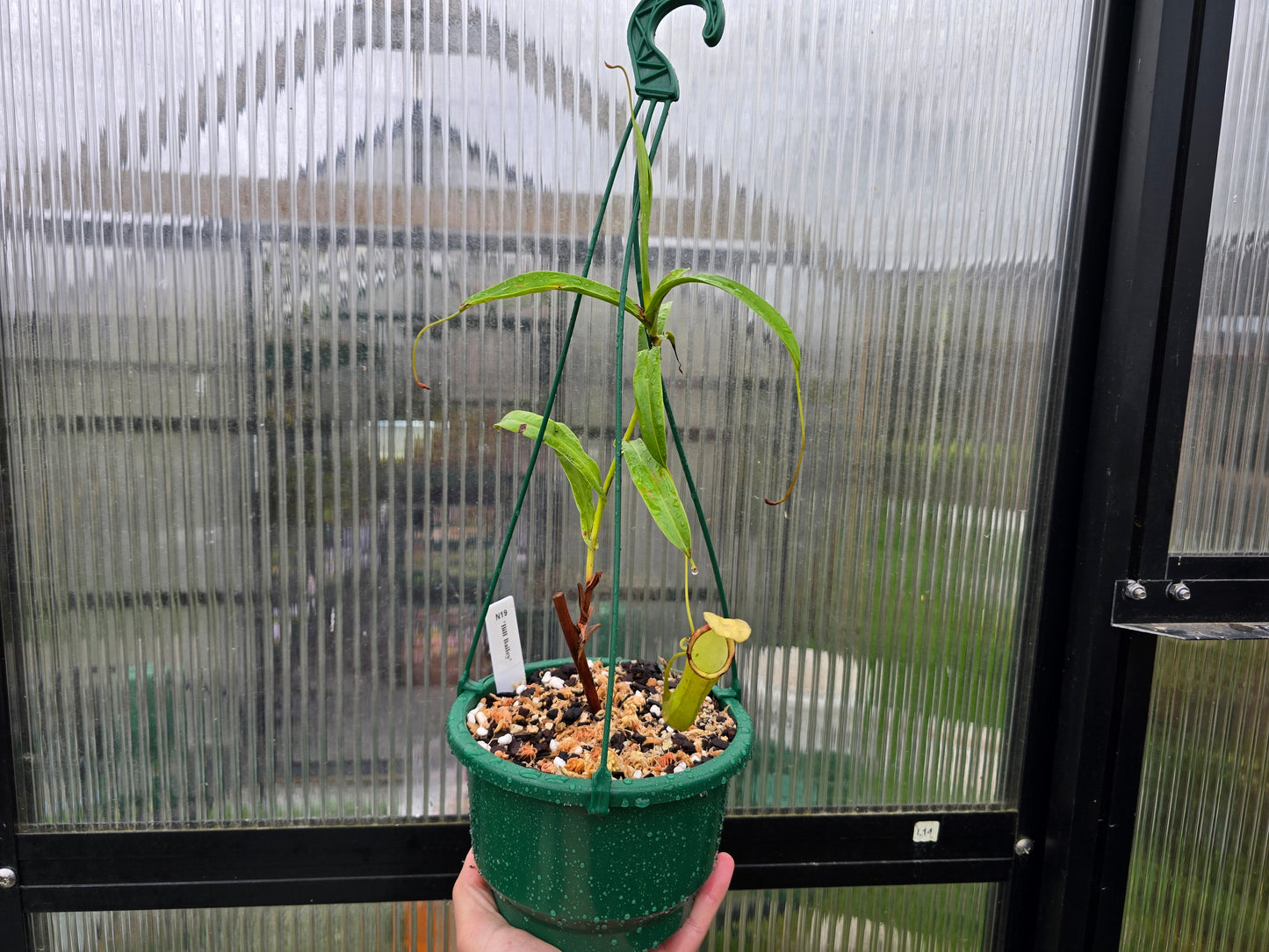 Nepenthes 'Bill Bailey' - Highland Tropical Pitcher Plant