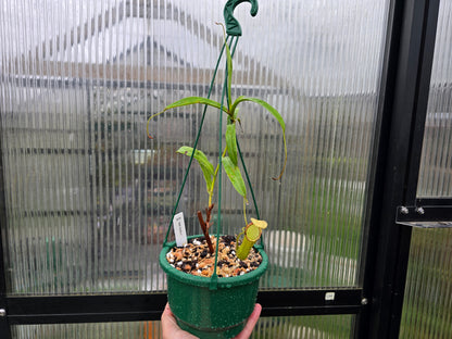 Nepenthes 'Bill Bailey' - Highland Tropical Pitcher Plant