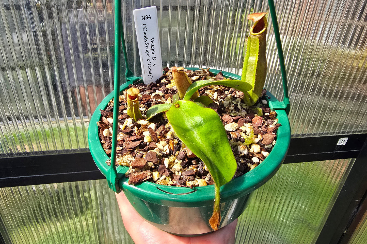 Nepenthes veitchii 'K' x ('CandyStripe' x 'Candy') - Intermediate Tropical Pitcher Plant