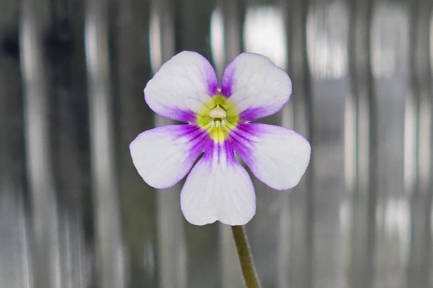 Pinguicula 'Riva' - Mexican Butterwort