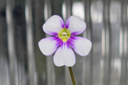 Pinguicula 'Riva' - Mexican Butterwort