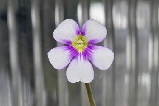 Pinguicula 'Riva' - Mexican Butterwort