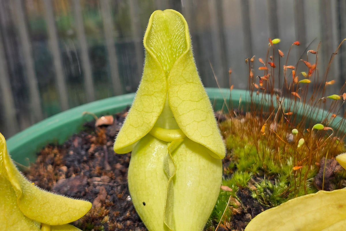 Sarracenia purpurea ssp. venosa var. burkeii - Luteola Form - American Pitcher Plant