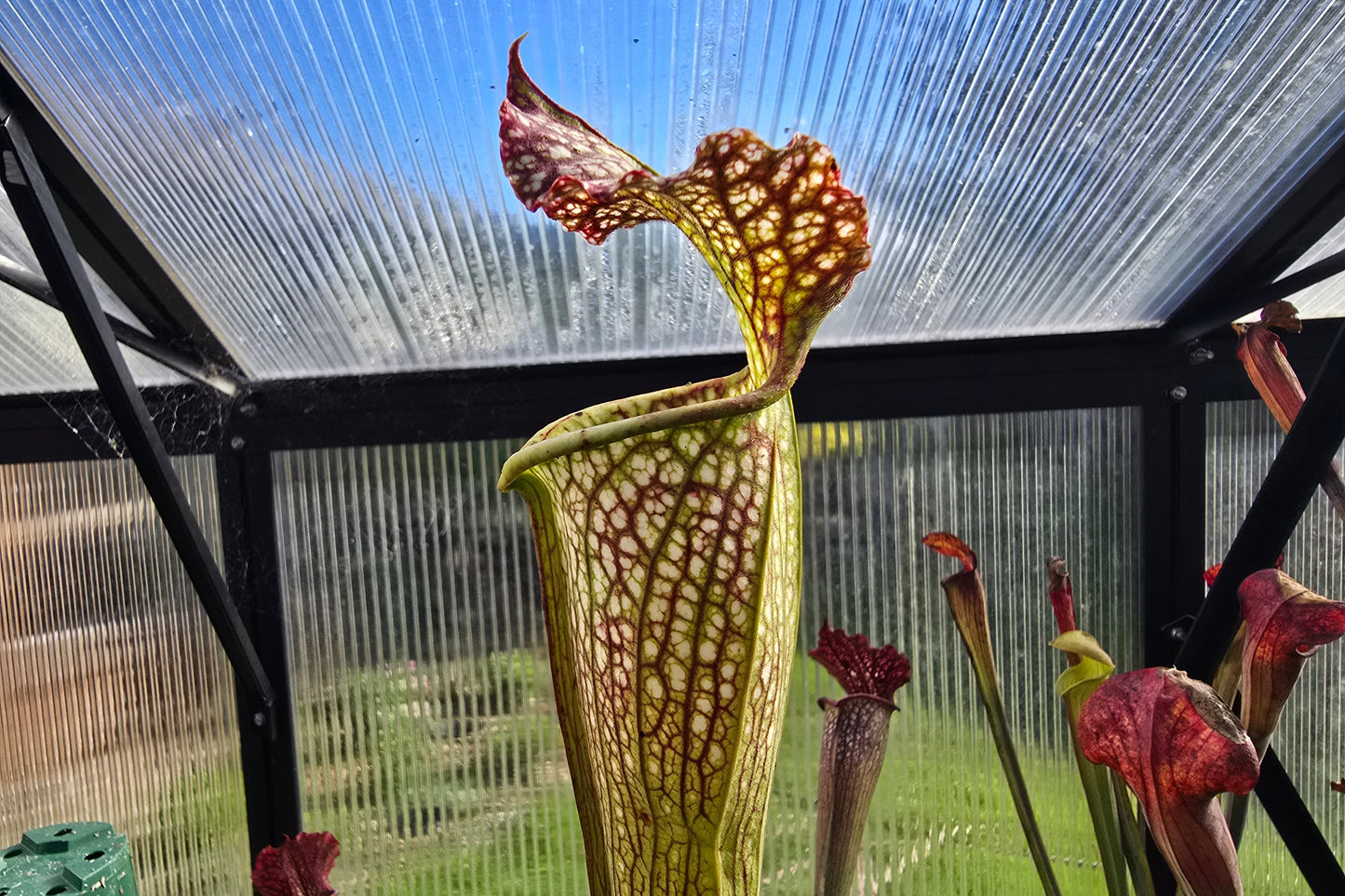 Sarracenia leucophylla x flava var. flava - American Pitcher Plant