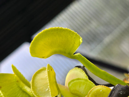 Dionaea muscipula 'Pomelo' - Venus Fly Trap